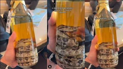 ಈ ದ್ವೀಪದಲ್ಲಿ ರೆಡಿಯಾಗುತ್ತೆ ಬುಸುಗುಡುವ ಹಾವಿನಿಂದ ಕಿಕ್ಕೇರುವ ವಿಸ್ಕಿ: ಹೇಗಿರುತ್ತೆ ನೋಡಿ