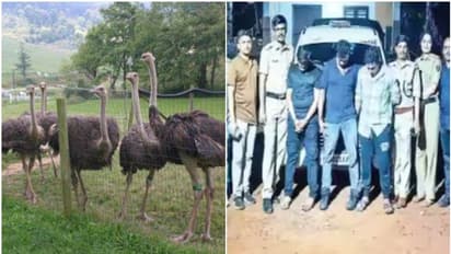 ഒറ്റനോട്ടത്തിൽ രണ്ടര ഏക്കറിൽ കോഴിയും പട്ടിയും ഒട്ടകപക്ഷിയും; പക്ഷെ ഇടപാട് വേറെ, വളഞ്ഞിട്ട് പിടികൂടി