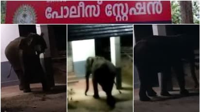 പരാതി നൽകാനല്ല, കീഴടങ്ങാനുമല്ല! കള്ളനല്ല, കാട്ടാന! പൊലീസ് സ്റ്റേഷനിൽ പരാക്രമവുമായി ഒറ്റയാൻ, കുടുങ്ങി പൊലീസുകാർ