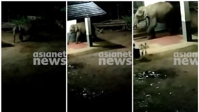 ഒന്നും രണ്ടുമല്ല, 5 കുട്ടിക്കൊമ്പൻമാരടക്കം 17 കാട്ടാനകൾ, കഞ്ചിക്കോട് നിലയുറപ്പിച്ച് കാട്ടാനക്കൂട്ടം