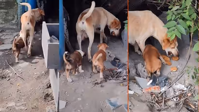 ನಾಯಿಯಾದರೇನು, ಮಾತೃ ಮಮತೆ ಕಡಿಮೆಯಾಗುತ್ತಾ? ಹೊಟ್ಟೆ ತುಂಬಿಸಲು ತಾಯಿ ಹರಸಾಹಸ!: ಭಾವುಕ ವೀಡಿಯೋ ವೈರಲ್