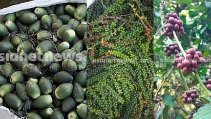 ആളില്ലാത്ത തോട്ടങ്ങൾ നോക്കിവെക്കും, 'കാപ്പി, കുരുമുളക്, അടക്ക', സകലതും അടിച്ചെടുക്കും 'വിളക്കള്ള'ന്മാര്