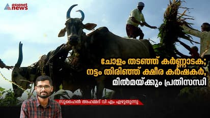 കേരളത്തിന് ചോളം വില്‍ക്കേണ്ടെന്ന് കര്‍ണ്ണാടക; തകര്‍ന്നടിയുമോ കേരളത്തിന്‍റെ ക്ഷീരമേഖല ? 