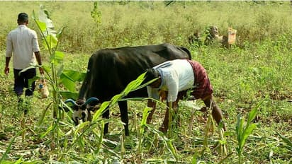 PM-KISAN: PM Modi releases 17th instalment today; How to check beneficiary status and more