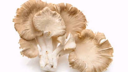 ಮಶ್ರೂಮ್ ಬೇಡ ಅನ್ಬೇಡಿ… ಆರೋಗ್ಯ ಪ್ರಯೋಜನಗಳು ಎಷ್ಟಿವೆ ನೋಡಿ