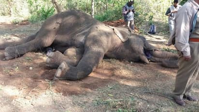 ಇದೇ ಕಾರಣಕ್ಕೆ 10 ವರ್ಷದಲ್ಲಿ 8ಕ್ಕೂ ಹೆಚ್ಚು ಕಾಡಾನೆಗಳ ಸಾವು!