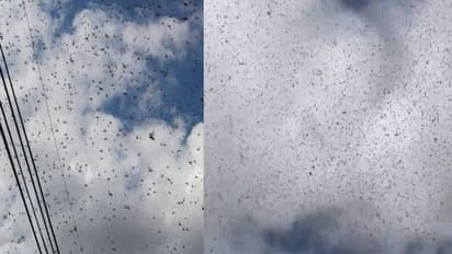 ഭയക്കാതെന്ത് ചെയ്യും? ആകാശത്ത് പാറിപ്പറന്ന് ആയിരക്കണക്കിന് വെട്ടുക്കിളികൾ, 'ലോകാവസാനം' എന്ന് പോസ്റ്റ്