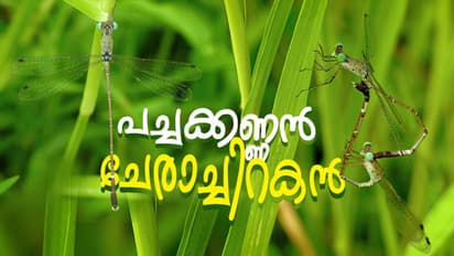 ഇണ ചേർന്നാലും പിടിവിടില്ല; ഇണ ചേർന്നതിന് പിന്നാലെ മുട്ടകൾ നിക്ഷേപിക്കും; ഇത് പച്ചക്കണ്ണന്‍ ചേരാച്ചിറകന്‍ !
