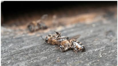 ഭക്ഷണ ശേഷം വെള്ളം കുടിക്കുന്നതിനിടെ അബദ്ധത്തില് തേനീച്ചയെ വിഴുങ്ങി; 22 വയസുകാരന് ദാരുണാന്ത്യം