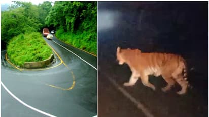 'കടുവ സ്ഥലത്ത് തന്നെ', താമരശേരി ചുരത്തിൽ ഇറങ്ങരുത്; ജാഗ്രതാ നിര്‍ദേശങ്ങള്‍