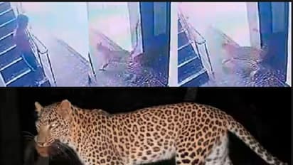 ಹೆಣ್ಣು ಮಕ್ಕಳ ಹಾಸ್ಟೆಲ್ಗೆ ನುಗ್ಗಿದ ಚಿರತೆ: ಕಕ್ಕಾಬಿಕ್ಕಿಯಾಗಿ ಓಡಿ ಕೋಣೆ ಸೇರಿದ ಮಕ್ಕಳು: ವೀಡಿಯೋ