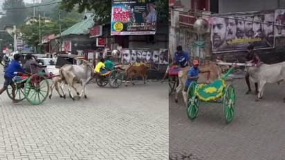 'മുൻകൂർ അനുമതിയില്ല, കൂട്ടു നിന്ന് പൊലീസും', നവകേരള സദസ് പ്രചാരണത്തിന് കുമളിയിലെ കാളയോട്ട മത്സരം; പരാതി