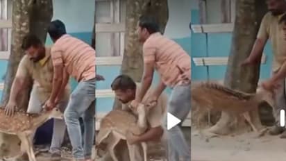 'ഹാജർ ടീച്ചർ, പേര് പുള്ളിമാൻ, ക്സാസ് രണ്ട്'; സ്കൂൾ വിടാൻ നേരം ഓടിക്കയറിയ അതിഥി, അമ്പരന്ന് കുട്ടികൾ !