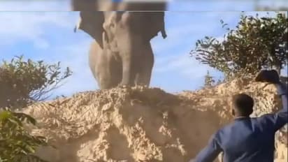 'വന്യമൃഗങ്ങളോട് ഇങ്ങനെ പെരുമാറരുത്, ഇതൊരു പാഠം'; വീഡിയോ വൈറല്...