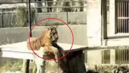 കടുവക്കൂട്ടില് പാതി തിന്ന നിലയിൽ മൃഗശാല ജീവനക്കാരന്റെ മൃതദേഹം