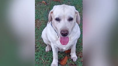 ഇന്‍സ്പെക്ടര്‍ 'കല്യാണി'യുടെ മരണ കാരണം സെപ്റ്റിക് ഹെമറേജ്; കെമിക്കൽ റിപ്പോർട്ട് പുറത്ത്, ദുരൂഹത നീങ്ങി