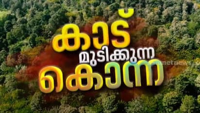 മഞ്ഞക്കൊന്ന മുറിക്കും, പക്ഷേ ആര് വേരോടെ പിഴുതെറിയും? വനം വകുപ്പുണ്ടാക്കിയ കരാറിനെതിരെ വിമർശനം