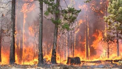 கடுமையான காலநிலை மாற்றங்கள்.. அதிக காட்டுத் தீக்களை எதிர்கொள்ள நேரிடலாம் - பகீர் தரும் ஆராய்ச்சியின் முடிவு!