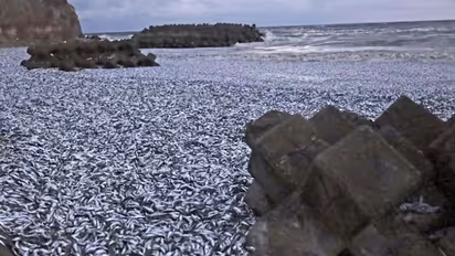 തീരത്തേക്ക് കൂട്ടമായെത്തി ടൺ കണക്കിന് മത്തി, ബീച്ചിന്റെ നിറം  മാറ്റി അപൂർവ്വ പ്രതിഭാസം, ഭയന്ന് നാട്ടുകാർ