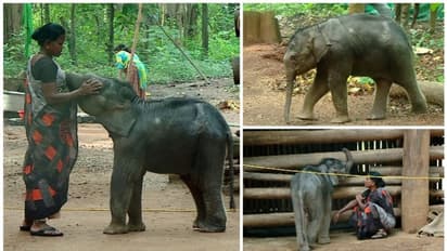 'കൺമണി പൊൻമണിയേ... ' ശാന്തിയമ്മയുടെ പൊന്മണിയായി 'കൺമണി'! താമസം പിടി സെവനൊപ്പം; പേടി കൊതുകിനെ!