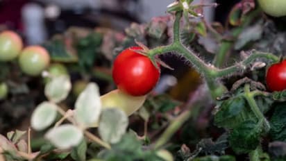 പ്രപഞ്ചത്തിലെ ഏറ്റവും വലിയ നിഗൂഡതയ്ക്ക് അവസാനം, ബഹിരാകാശ നിലയത്തിൽ നിന്ന് കാണാതായ ആ തക്കാളി കണ്ടെത്തി