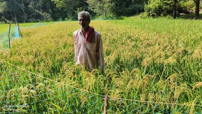 ಉಡುಪಿ ಶ್ರೀಕೃಷ್ಣನ ನೈವೇದ್ಯಕ್ಕೆ ಶುದ್ಧ ಸಾವಯವ ಭತ್ತ ಅಭಿಯಾನ!