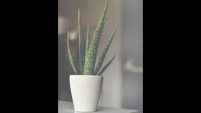 நீங்கள் சீக்கிரம் பணக்காரராக 'இந்த' செடியை உடனே வீட்டில் நடுங்கள்..!