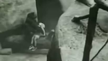 മനുഷ്യൻ ചെയ്യുമോ ഇതുപോലെ? ചുറ്റും ​ഗൊറില്ലകൾ, 20 അടി താഴ്ചയിൽ വീണ് 3 വയസ്സുകാരൻ, പിന്നെ നടന്നത്...