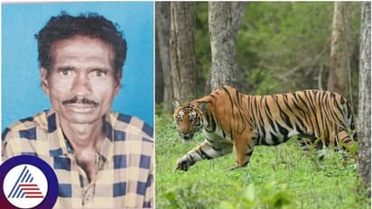 ಬಂಡೀಪುರ ಕಾಡಂಚಿನಲ್ಲಿ ಕುರಿಗಾಹಿಯನ್ನು ಎಳೆದೊಯ್ದು ತಿಂದು ಹಾಕಿದ ಹುಲಿ!