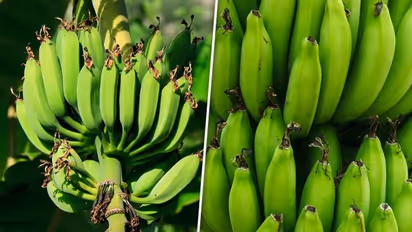 இந்த வாழைப்பழம் சுகர் அளவை கட்டுப்படுத்துமா? சர்க்கரை நோயாளிகளே நோட் பண்ணிக்கோங்க