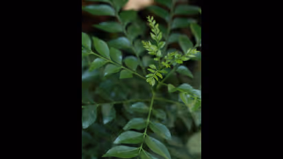 മുടികൊഴിച്ചിലും താരനും അകറ്റാൻ കറിവേപ്പില ; രണ്ട് രീതിയിൽ ഉപയോഗിക്കൂ