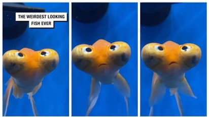 'അമ്പമ്പോ... എന്തൊരു സങ്കടം !' അക്വേറിയം മത്സ്യത്തിന്‍റെ സങ്കടത്തില്‍ ചങ്ക് പൊള്ളി സോഷ്യല്‍ മീഡിയ