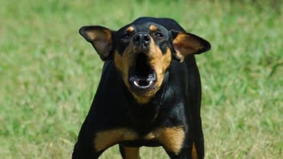 'വളര്ത്തുനായയുടെ കുര അസഹനീയം', തര്ക്കം; ഉടമയെ കുത്തി യുവാക്കള്