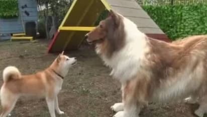 12 ലക്ഷത്തിന്റെ നായവേഷം, യുവാവ് ശരിക്കും നായയെ കണ്ടുമുട്ടിയപ്പോൾ സംഭവിച്ചത്