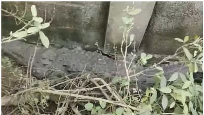 ചെന്നൈയിൽ വീണ്ടും മുതല; ആറടി നീളമുള്ള മുതലയെ കണ്ടത് റോഡരികില്‍