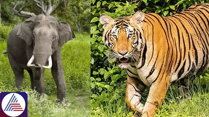Alarming wildlife toll: Karnataka reports 49 tiger and 237 elephant deaths in past three years