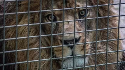 ಪಾಕಿಸ್ತಾನದಲ್ಲಿ ಸೆಲ್ಪಿ ತೆಗೆದುಕೊಳ್ಳಲು ಬಂದ ಯುವಕನ ಮೇಲೆ ದಾಳಿ ಮಾಡಿದ ಸಿಂಹ