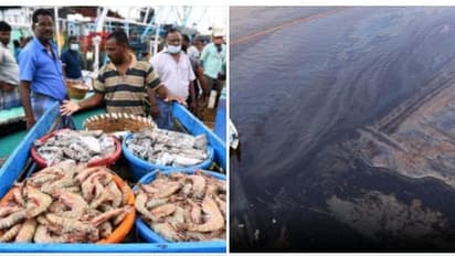 எண்ணூர் கடலில் கலந்த எண்ணெய் கசிவு.! மீன் சாப்பிடலாமா.? கூடாதா.? பொதுமக்கள் அச்சம்- நிபுணர்கள் கூறுவது என்ன.?