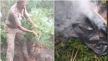 നഴ്സറിയിലേത് പോലെ അതിസൂക്ഷ്മമായി ഓമനിച്ച് വളർത്തുന്ന കഞ്ചാവ് ചെടികൾ; കുറുക്കത്തിക്കല്ലു ഊരിൽ കണ്ടത്!