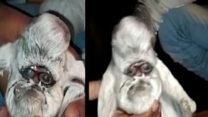 ఇదేం వింత.. మనిషి ముఖంతో జన్మించిన మేక పిల్ల..