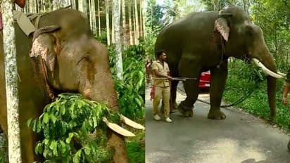 അന്ന് തുരത്തിയവരുടെ അതിഥിയായി തലയെടുപ്പോടെ അവൻ വീണ്ടും കൂടല്ലൂരിൽ; ആളെക്കൊല്ലി കടുവയെ പിടിക്കാൻ വിക്രമും