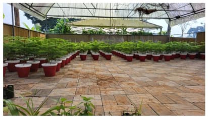 കൃഷിവകുപ്പിന്റെ ക്രിസ്മസ് സമ്മാനം ഹിറ്റ്, പ്രകൃതിദത്ത ക്രിസ്മസ് ട്രീകൾകൾക്ക് പ്രിയമേറുന്നു