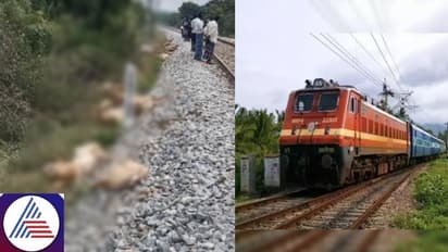 Karnataka: Over 60 sheep killed after being hit by train near Chikkaballapur