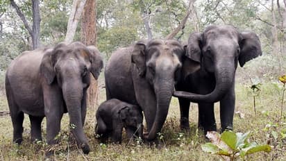Karnataka: Wild elephants and deer captivate tourists at Bandipur Tiger Reserve