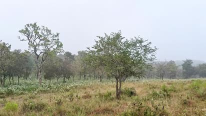  ಮೈಸೂರು, ಚಾಮರಾಜನಗರಕ್ಕೆಬರಗಾಲದ ಬೇಸಿಗೆ- ಬಂಡೀಪುರದಲ್ಲಿ ಬೆಂಕಿ ಬೀಳದಂತೆ ಕಟ್ಟೆಚ್ಚರ