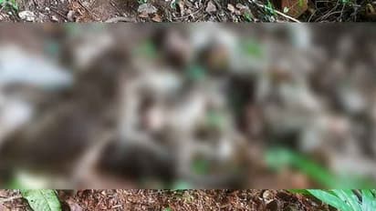 '28 കുരങ്ങന്‍മാര്‍ കാടിനോട് ചേര്‍ന്ന് ചത്തനിലയില്‍'; വിഷം നല്‍കിയതെന്ന് സംശയം