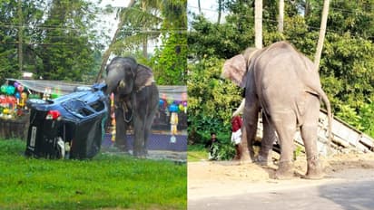 ശീവേലിക്കെത്തിയ 'പാര്ഥസാരഥി' ഇടഞ്ഞു; 2 കാറും ടെമ്പോ ട്രാവലറും തകർത്തു, മതിലിടിച്ചിട്ടു, പാപ്പാൻമാരെ വിരട്ടി!