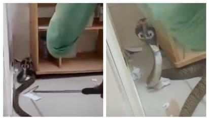 ഫറോക്ക് ഇഎസ്ഐ ആശുപത്രിയിലെ ഇസിജി റൂമിൽ മൂർഖൻ! പേടിച്ചുവിറച്ച് രോഗികൾ, കാട് വെട്ടിത്തെളിക്കാത്തതിൽ പരാതി