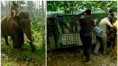 പഠിച്ച പണി 18ഉം കൂടെ പരീക്ഷണങ്ങളും നടത്തി നോക്കി; നിന്ന നിൽപ്പിൽ കാണാമറയത്തേക്ക് മറയുന്ന ആളെക്കൊല്ലി കടുവ