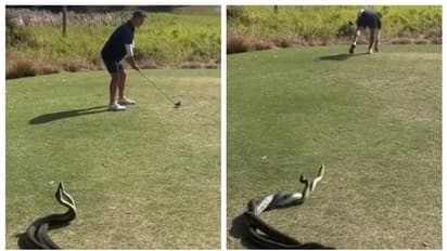 వైరల్ వీడియో : భారీ పాముల పక్కనే గోల్ఫ్ ఆడుతున్న వ్యక్తి.. 